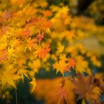 15 Best Places To See Autumn Leaves In & Around Tokyo