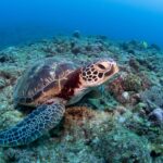 25 Things to Do Around Okinawa & Where to Stay